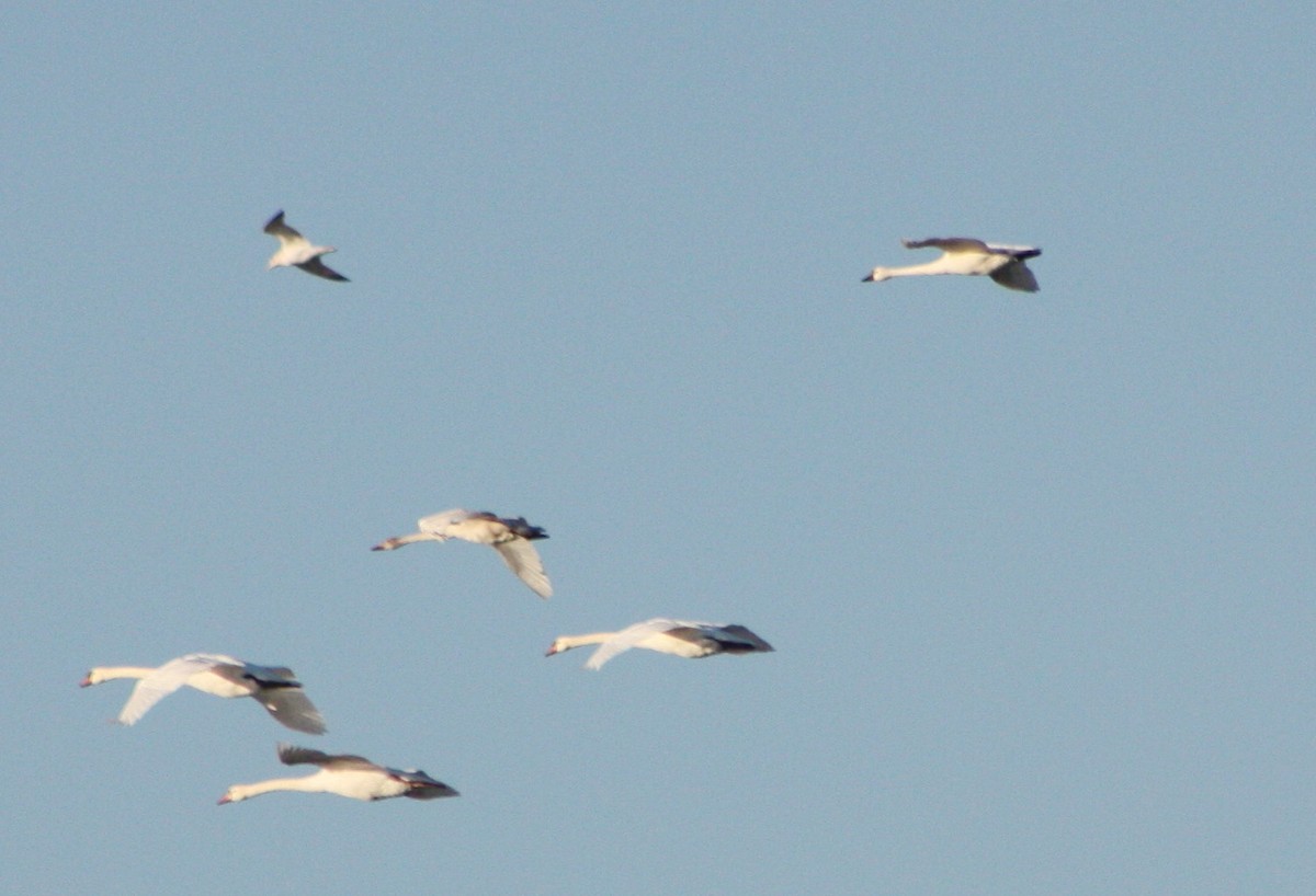 Cygne trompette ou C. siffleur - ML620709902