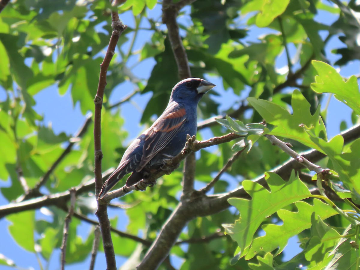 Blue Grosbeak - ML620709904