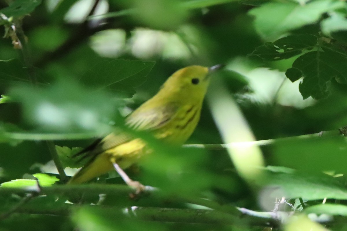 Paruline jaune - ML620709905