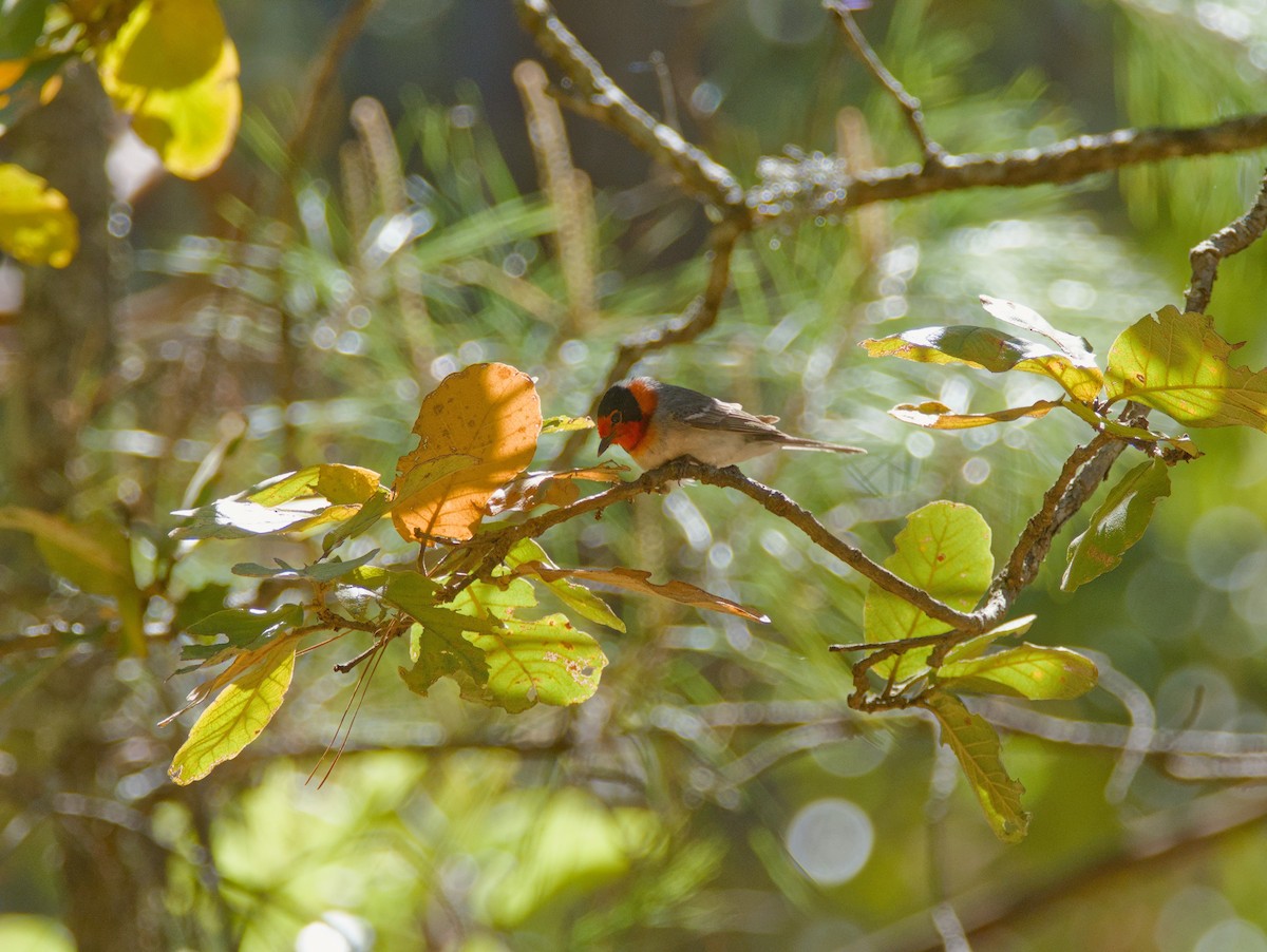 Red-faced Warbler - ML620709906