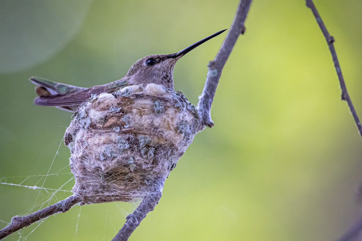 Colibrí Gorjinegro - ML620709908