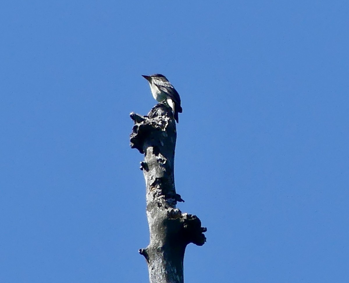 Eastern Wood-Pewee - ML620709909