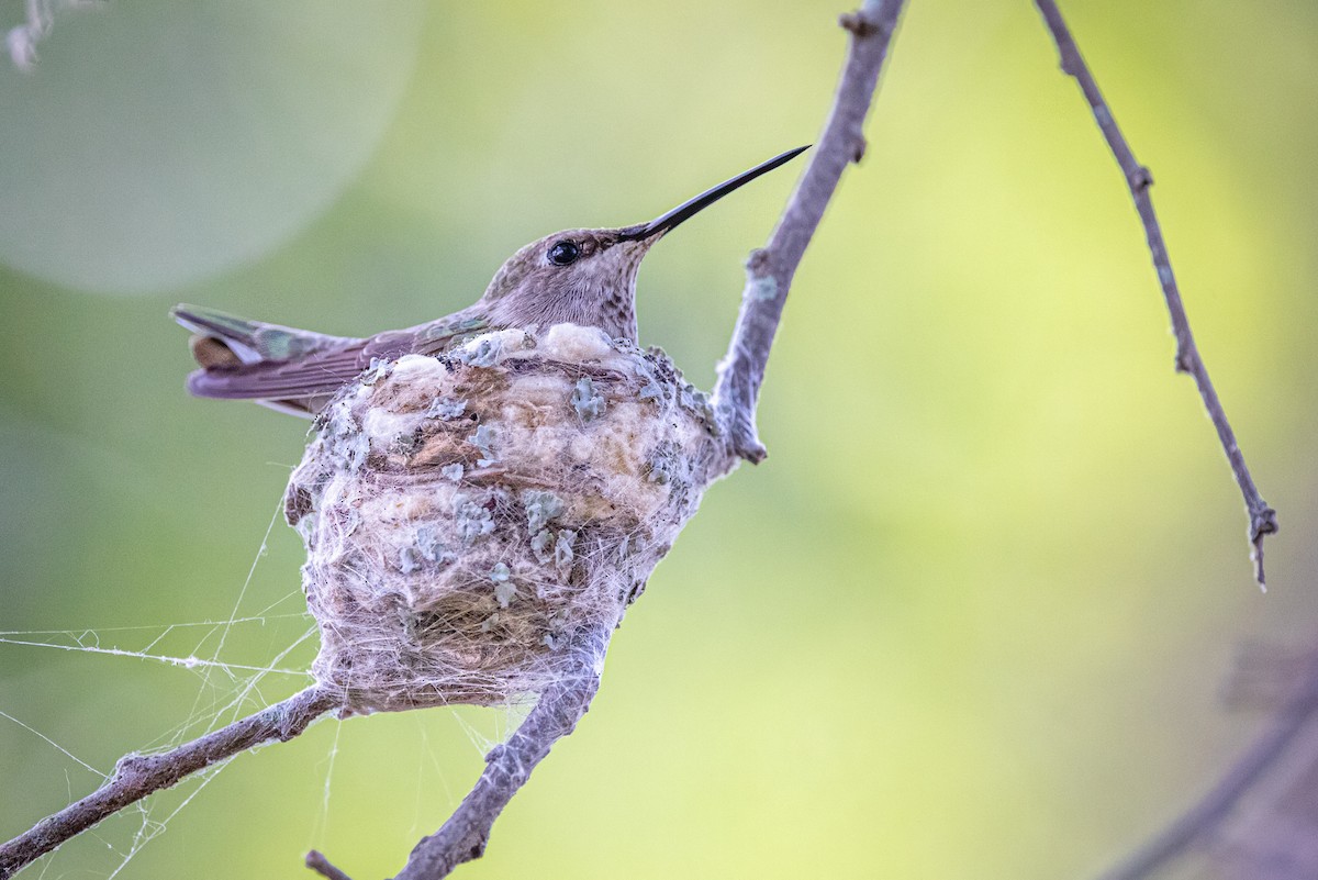 Black-chinned Hummingbird - Sandy & Bob Sipe