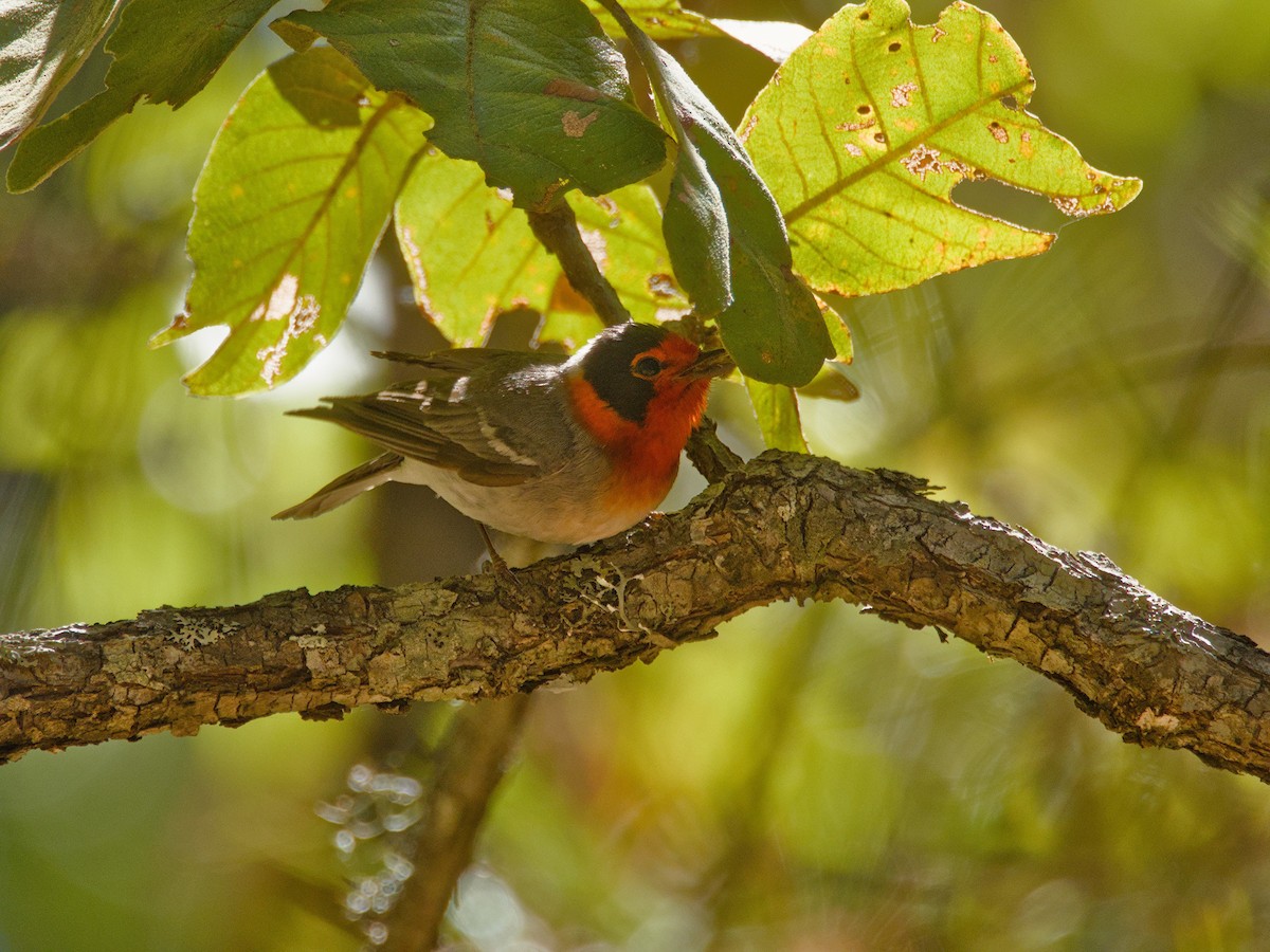 Red-faced Warbler - ML620709911