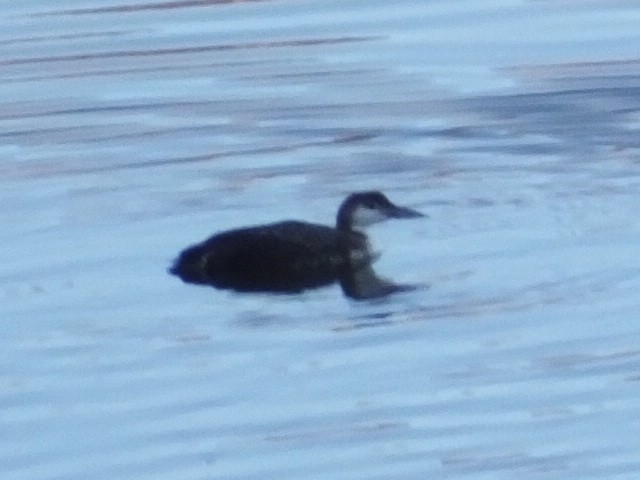 Common Loon - ML620709912