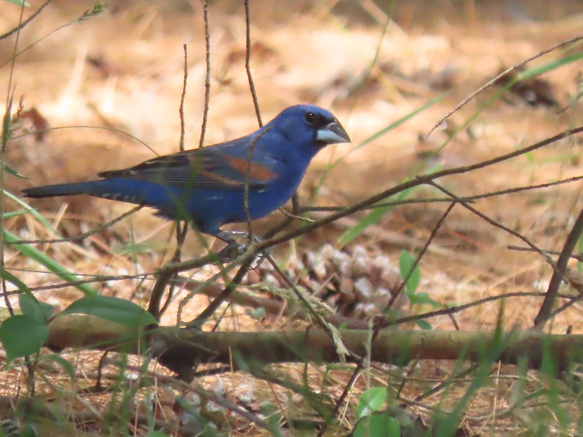 Blue Grosbeak - Terryl  Tindall