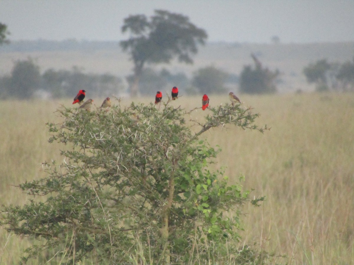 Northern Red Bishop - ML620709914