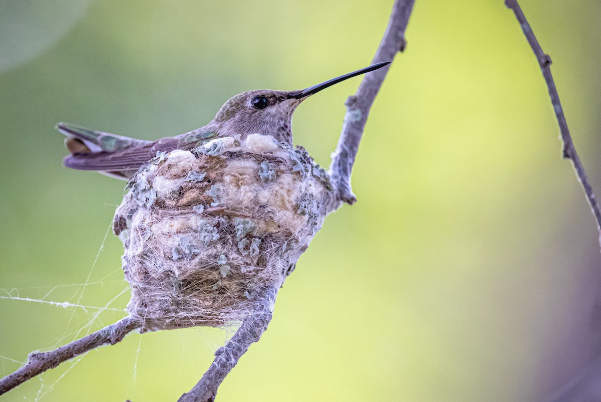 Black-chinned Hummingbird - ML620709916