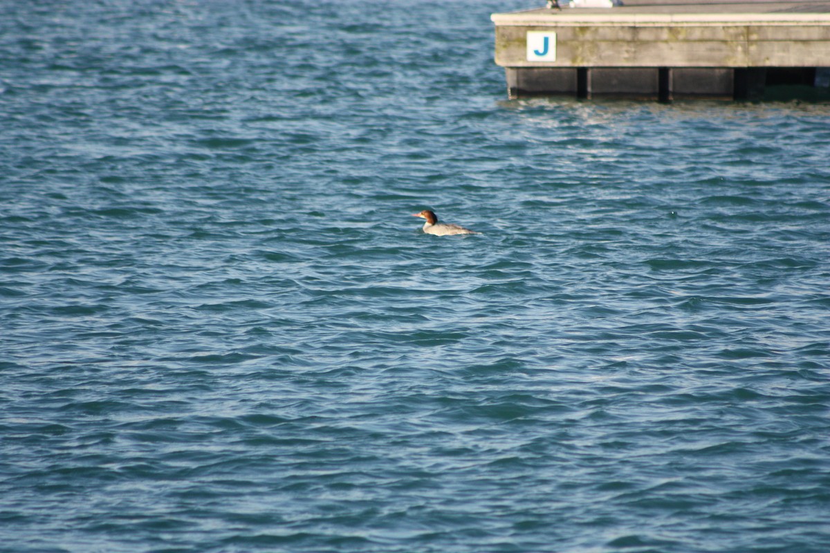 Common Merganser - ML620709917