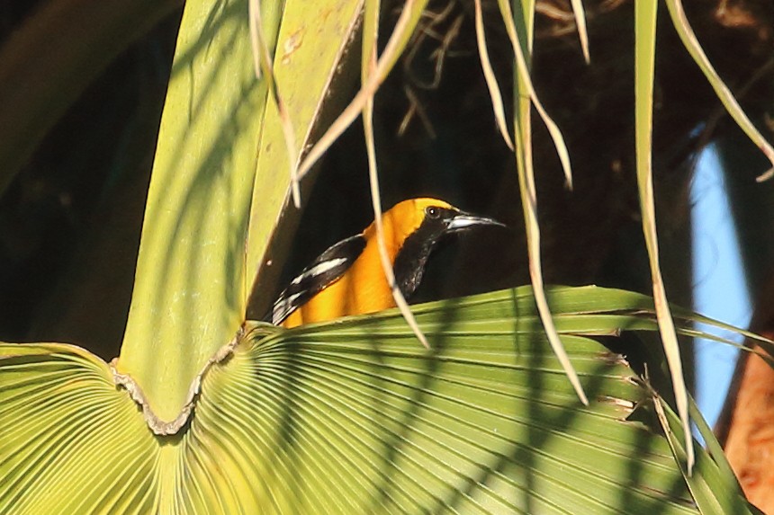 Hooded Oriole - ML620709926