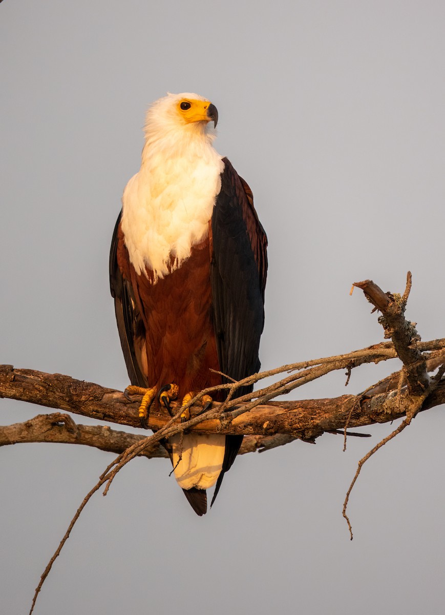 African Fish-Eagle - ML620709928