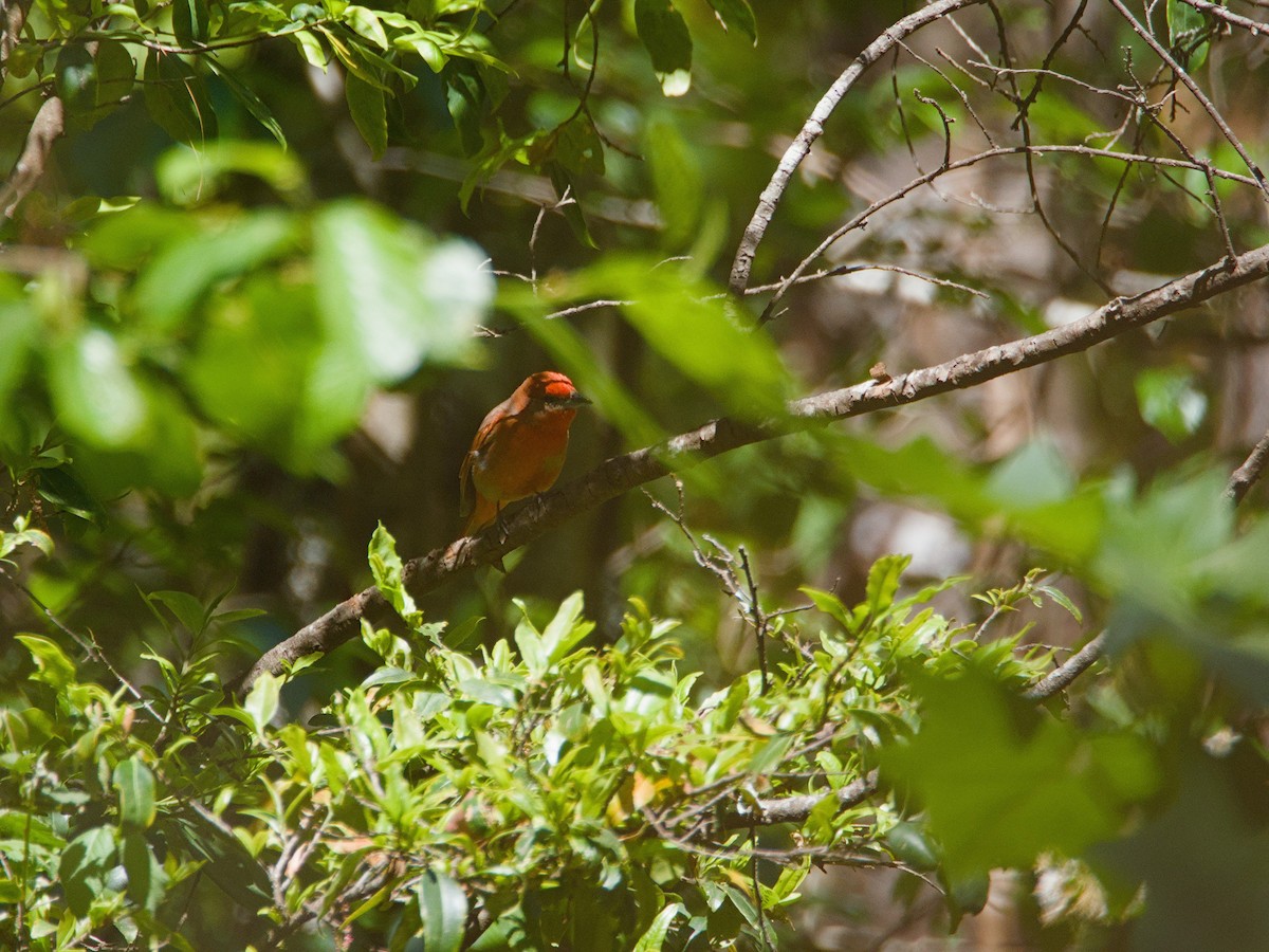 Hepatic Tanager - ML620709932