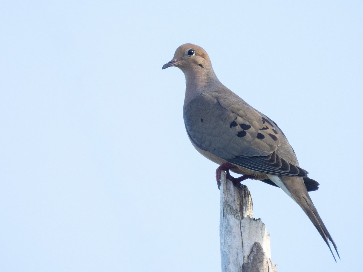 Mourning Dove - ML620709933