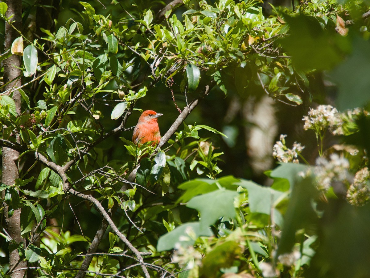 Hepatic Tanager - ML620709934