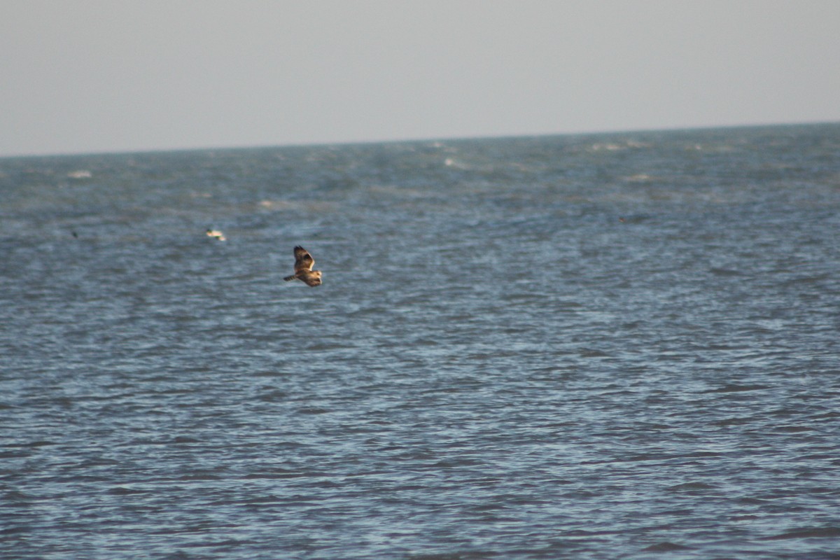 Short-eared Owl - ML620709935