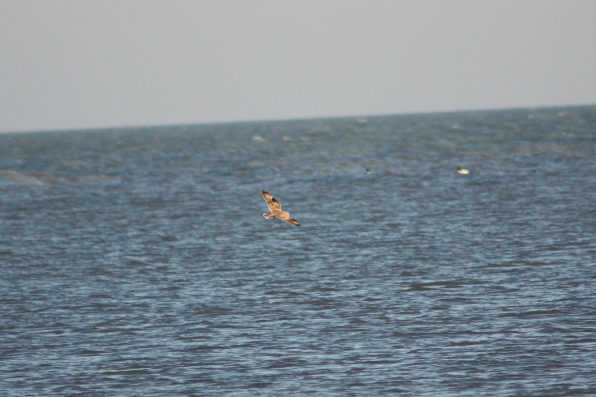 Short-eared Owl - ML620709937