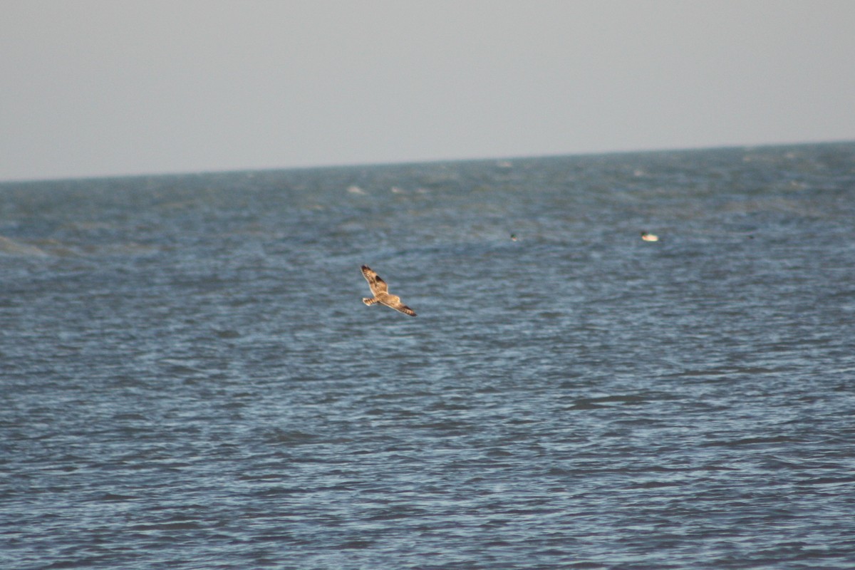 Short-eared Owl - ML620709938