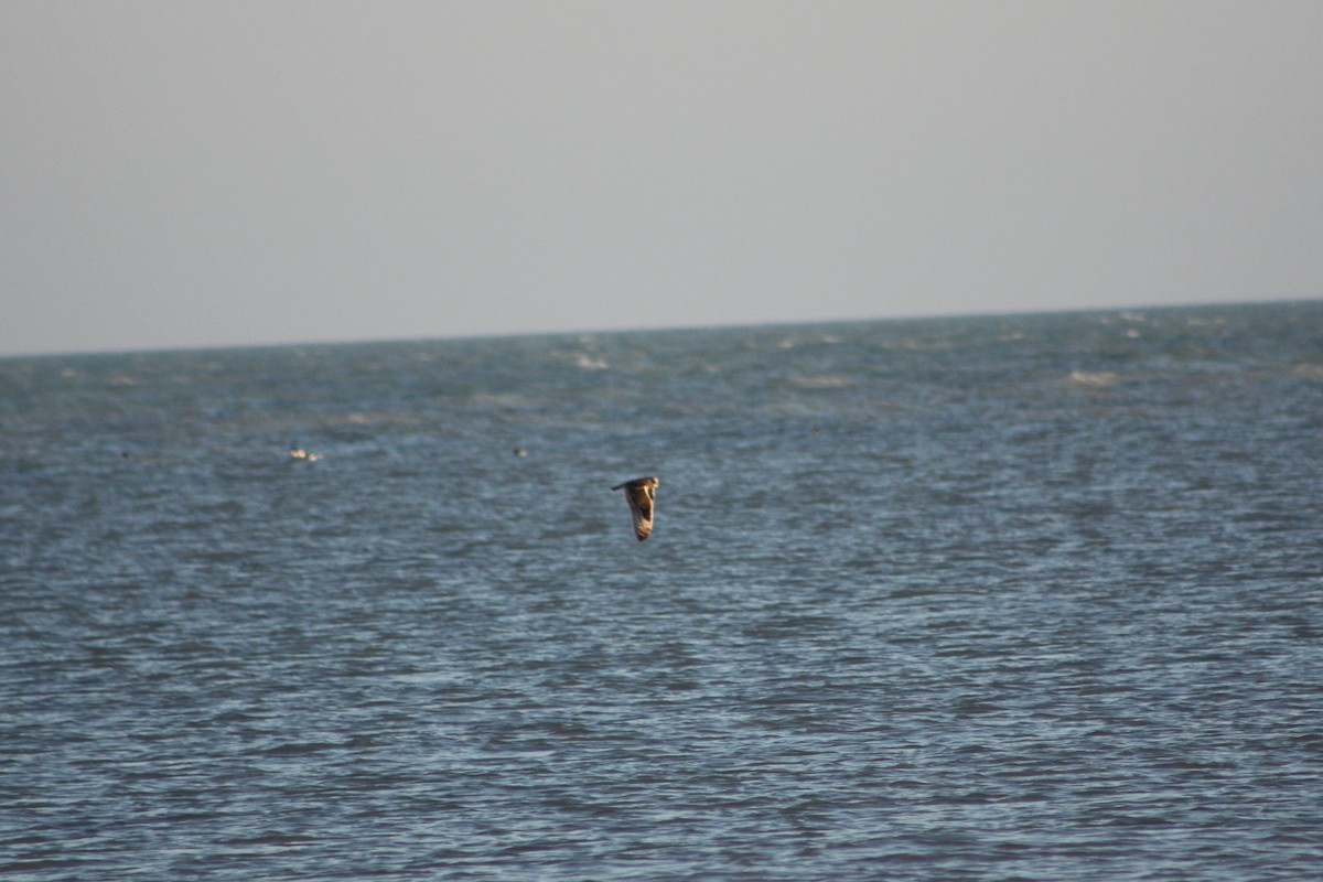 Short-eared Owl - ML620709939