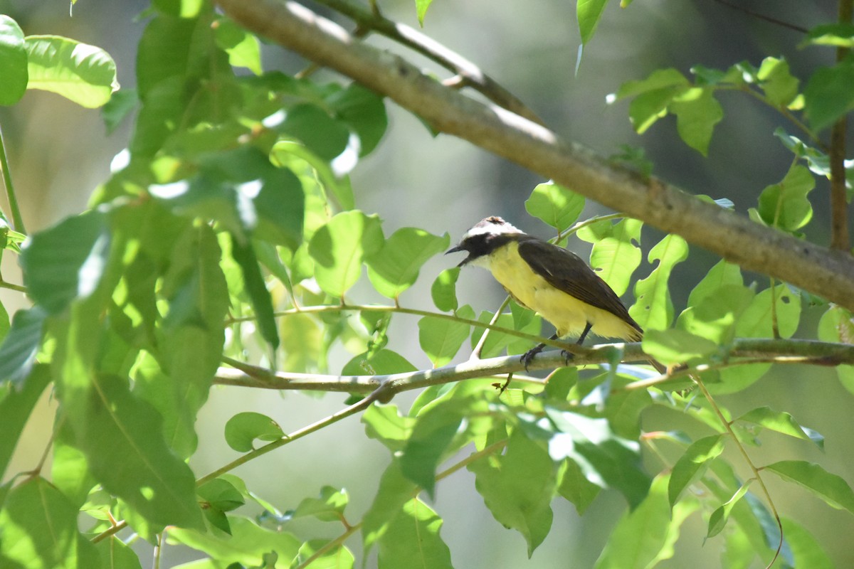 Social Flycatcher - ML620709940