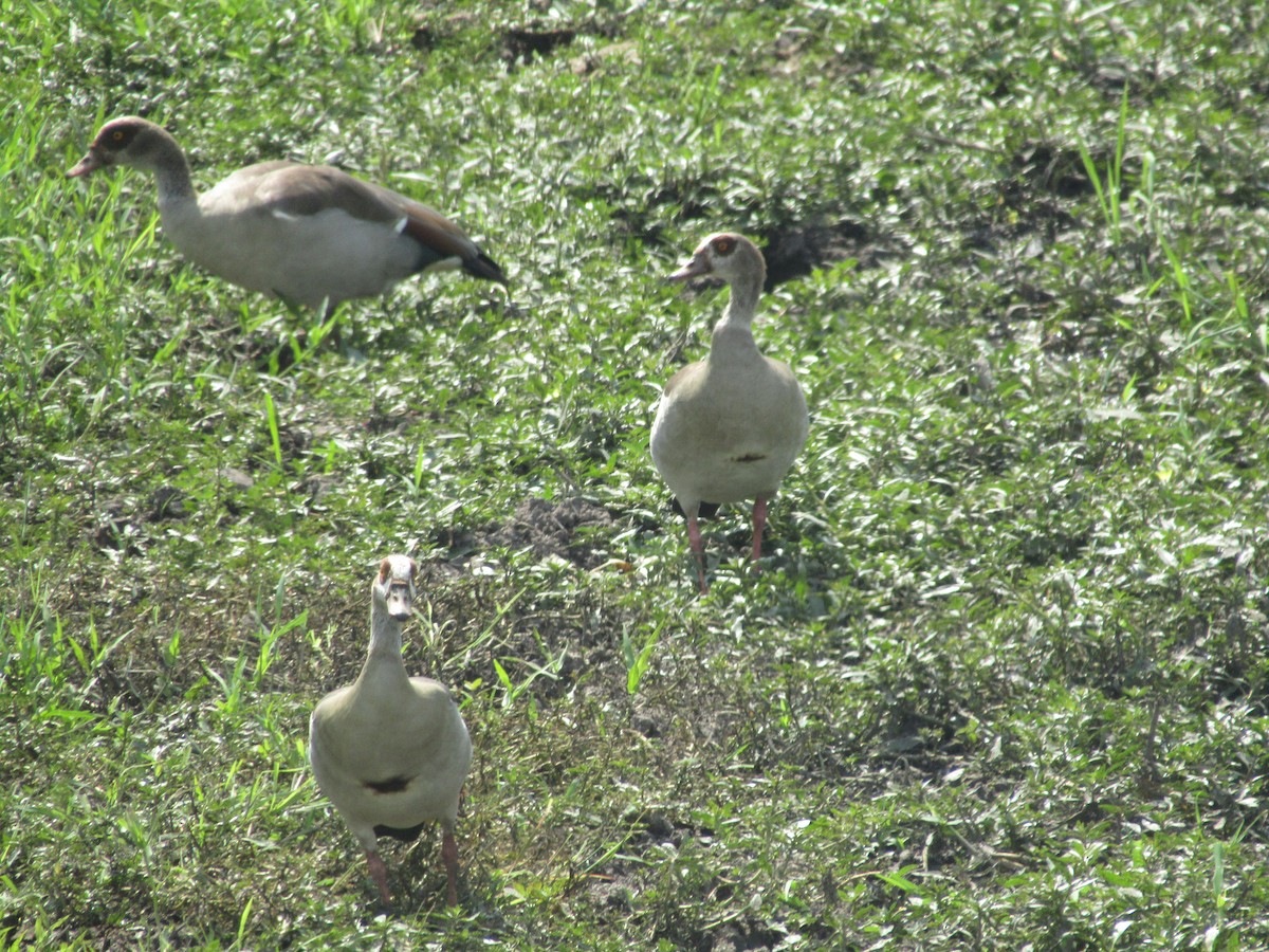 Egyptian Goose - ML620709943