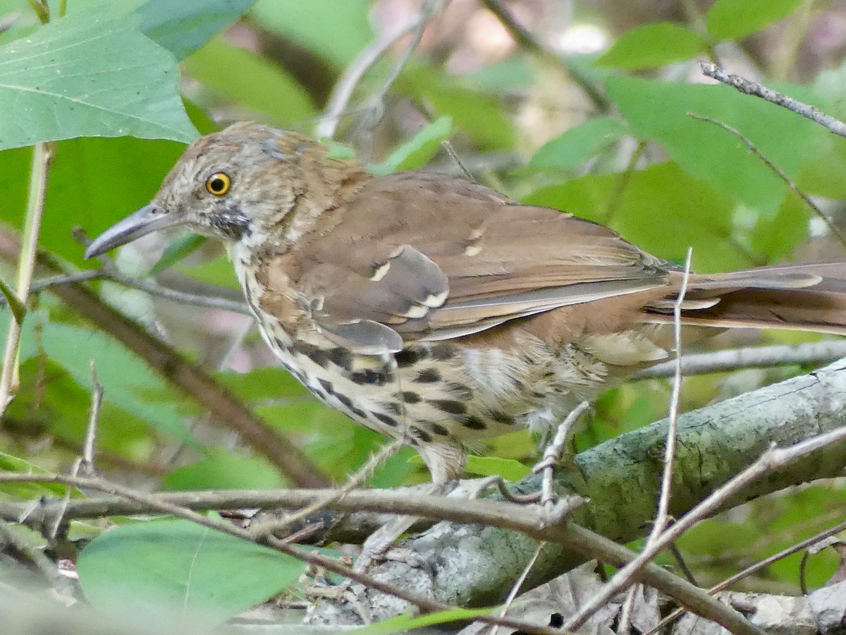 Brown Thrasher - Cindy Sherwood