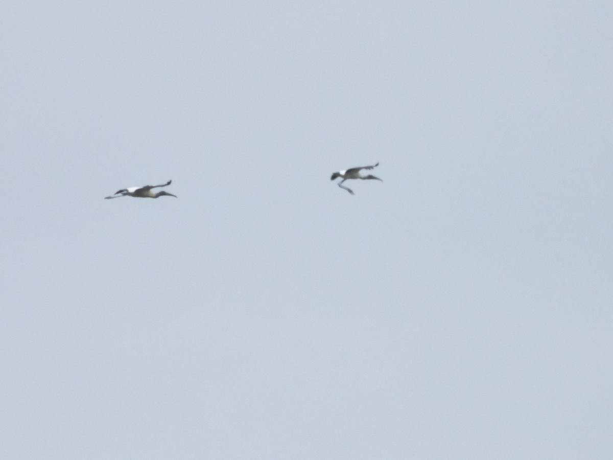 Wood Stork - ML620709947