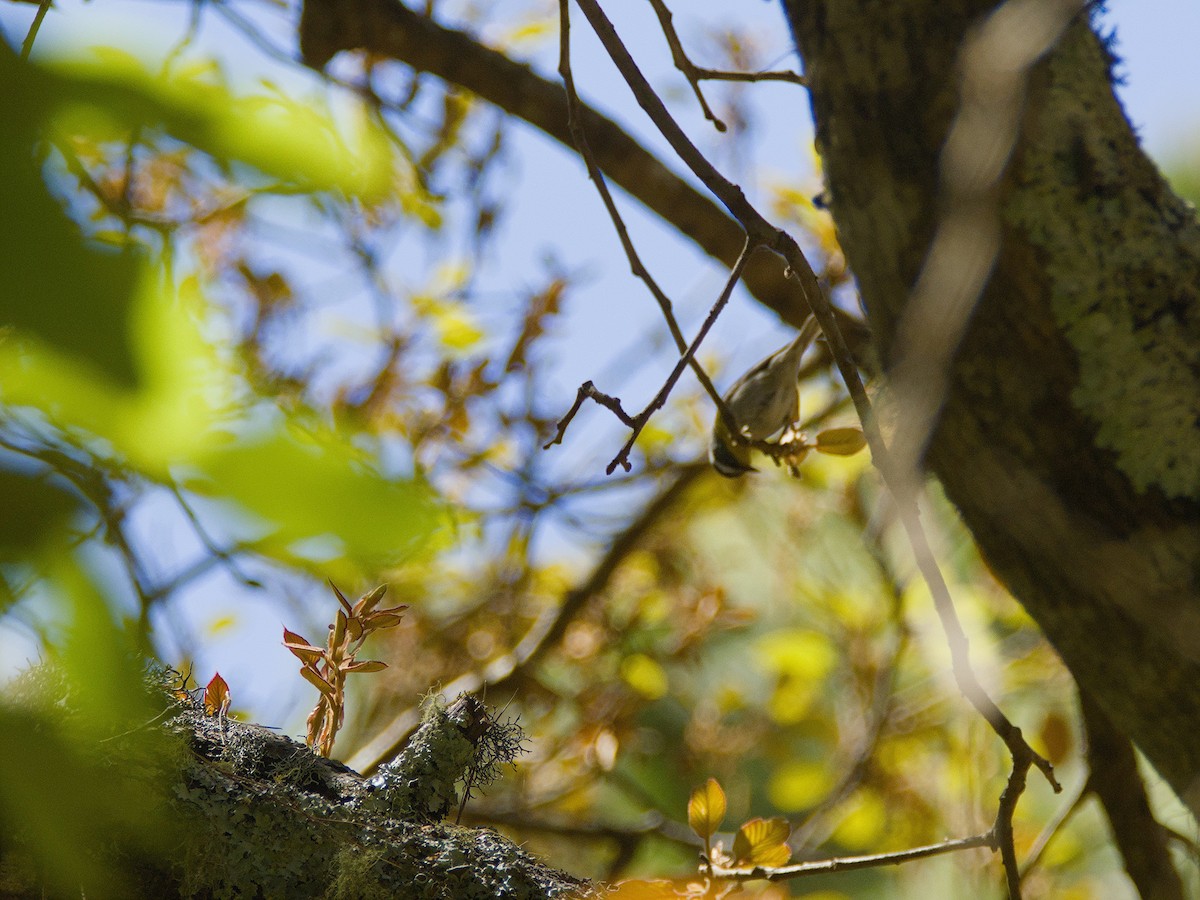 Crescent-chested Warbler - ML620709950