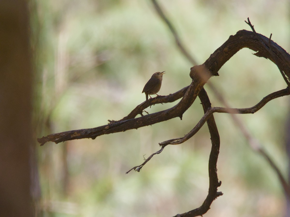 House Wren - ML620709953