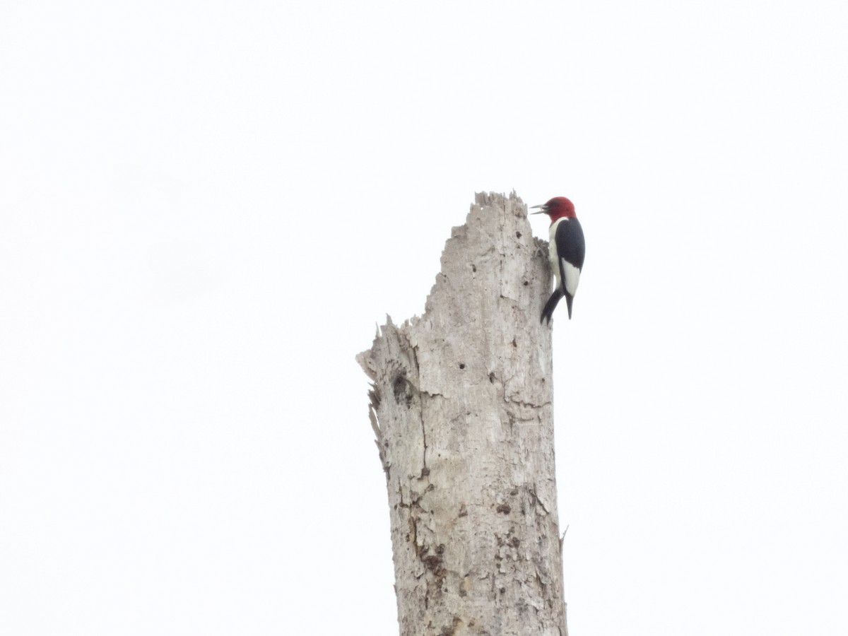 Red-headed Woodpecker - ML620709954