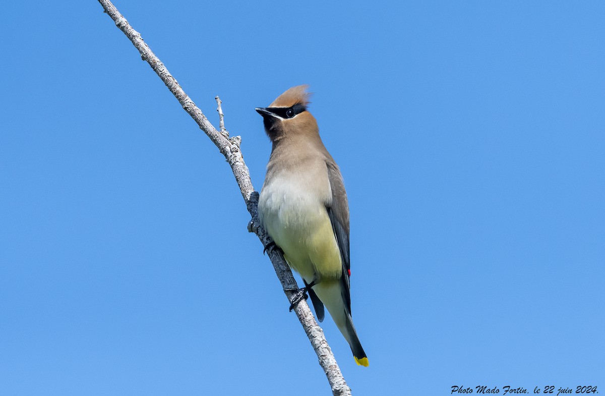 Cedar Waxwing - madeleine fortin