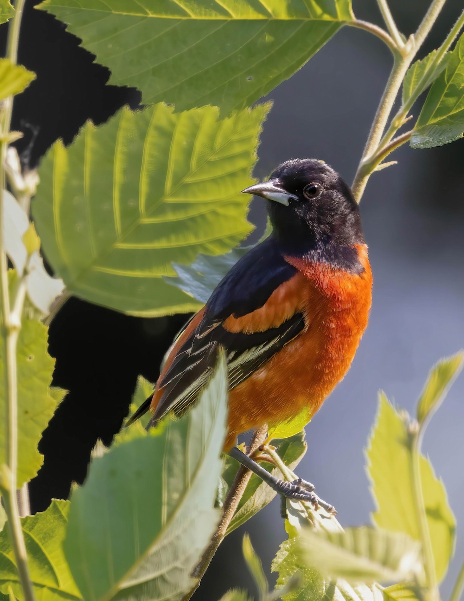 Orchard Oriole - ML620709956