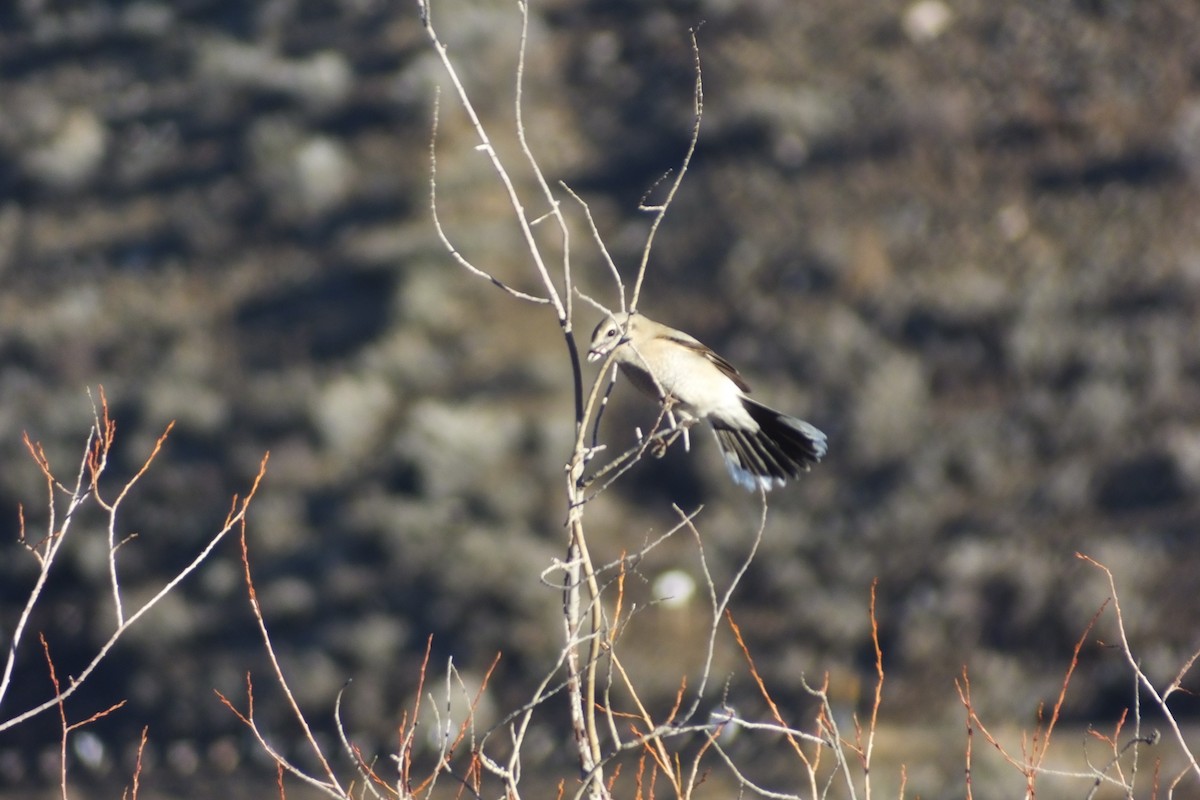 Northern Shrike - ML620709958