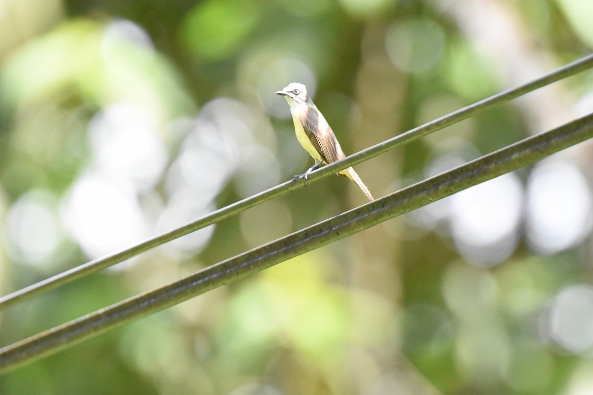 Tropical Kingbird - Jerry Davis