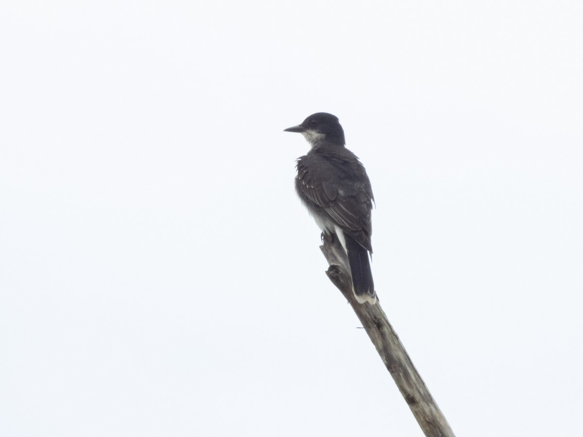 Eastern Kingbird - Carol Bailey-White