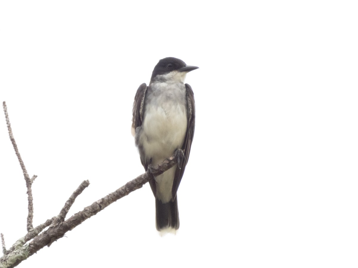 Eastern Kingbird - ML620709961