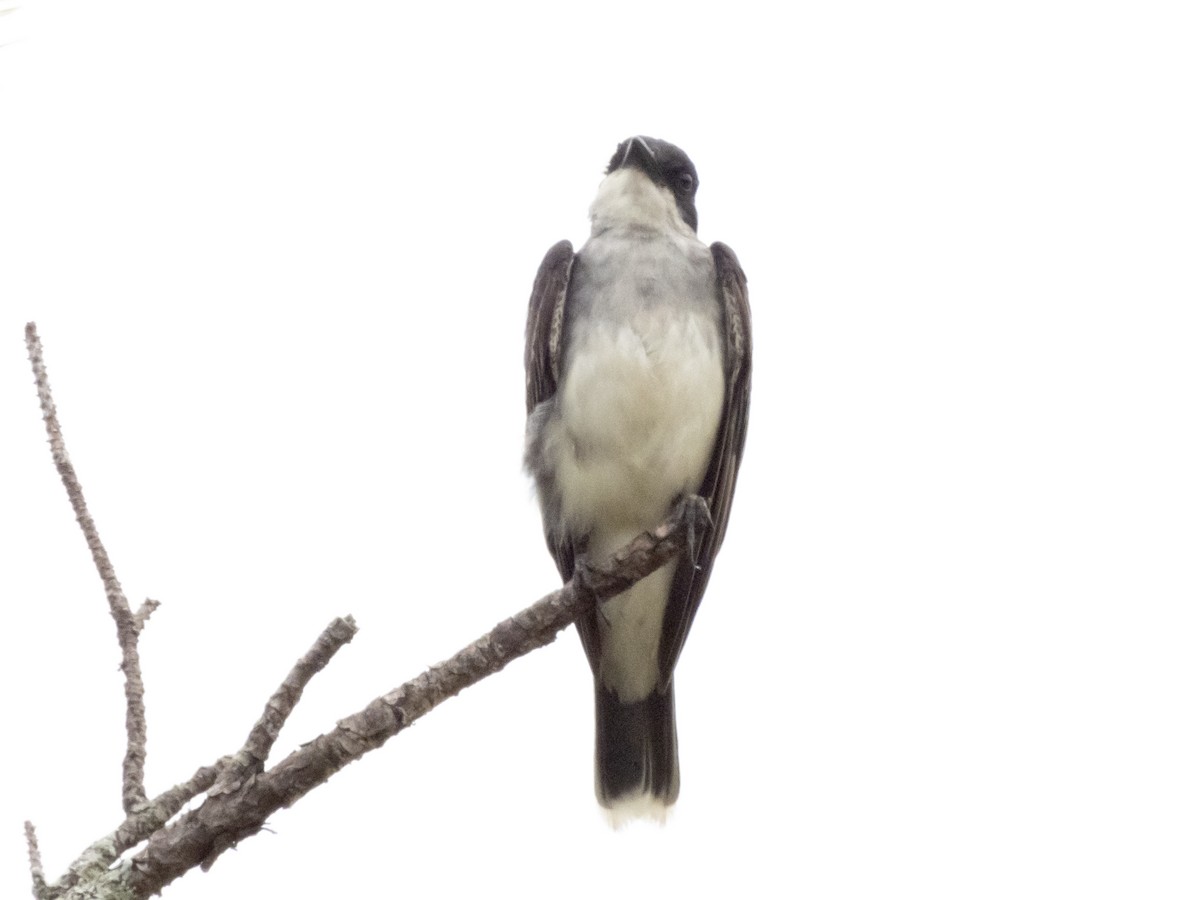 Eastern Kingbird - ML620709962