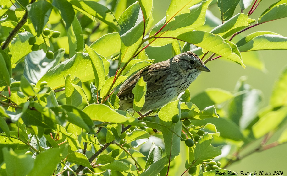 Lincoln's Sparrow - ML620709963