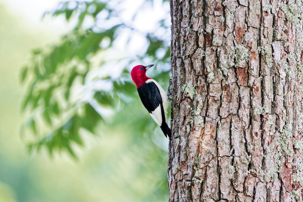 Red-headed Woodpecker - ML620709965