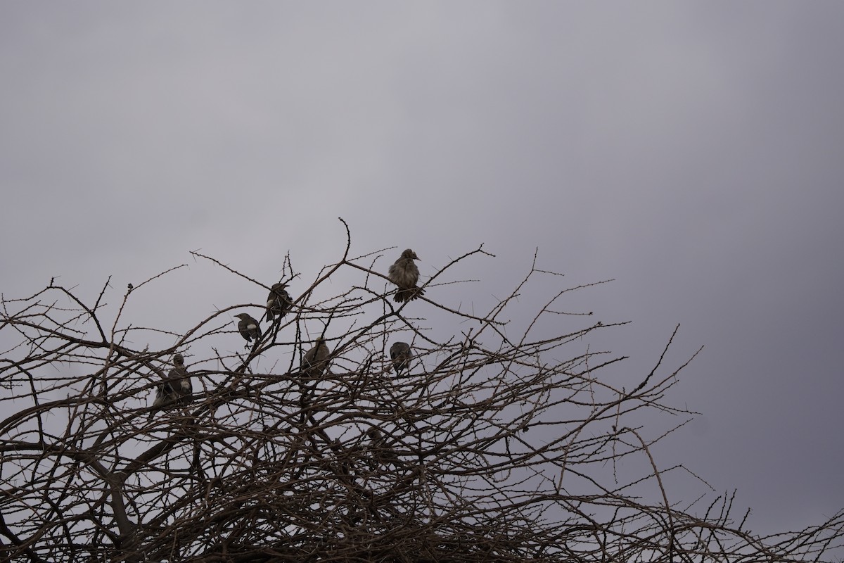 Wattled Starling - ML620709966