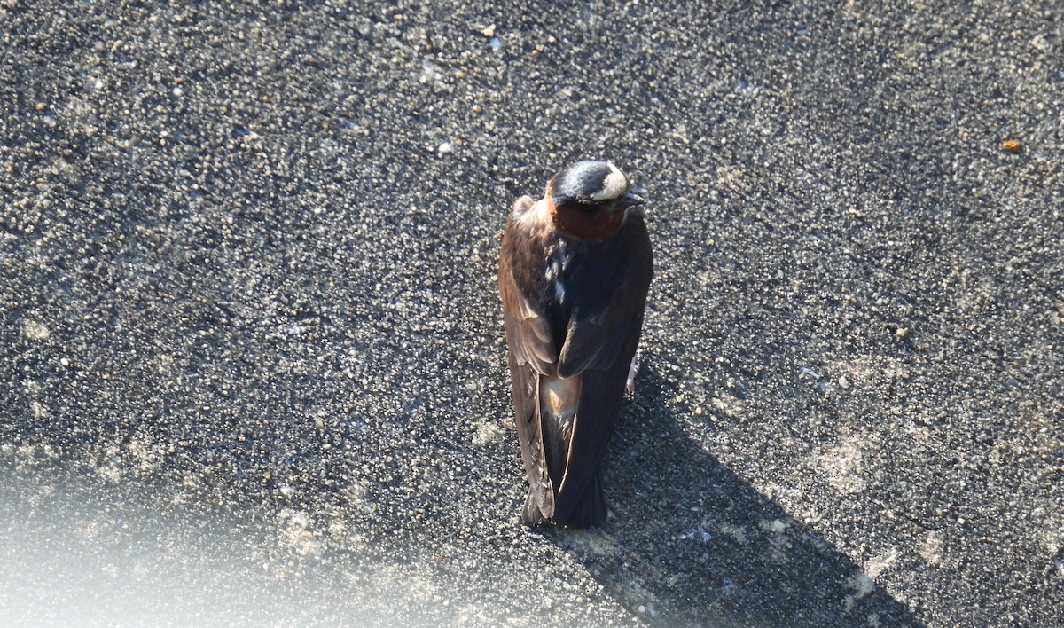 Cliff Swallow - ML620709968