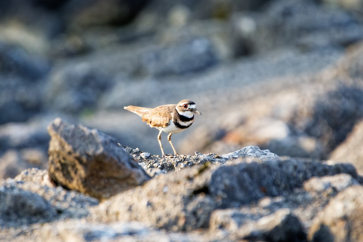 Killdeer - ML620709969