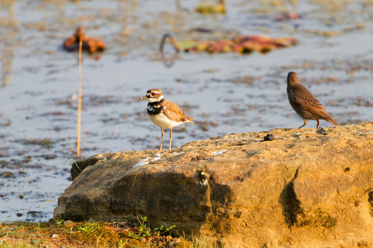 Killdeer - Jeffrey A. Beery