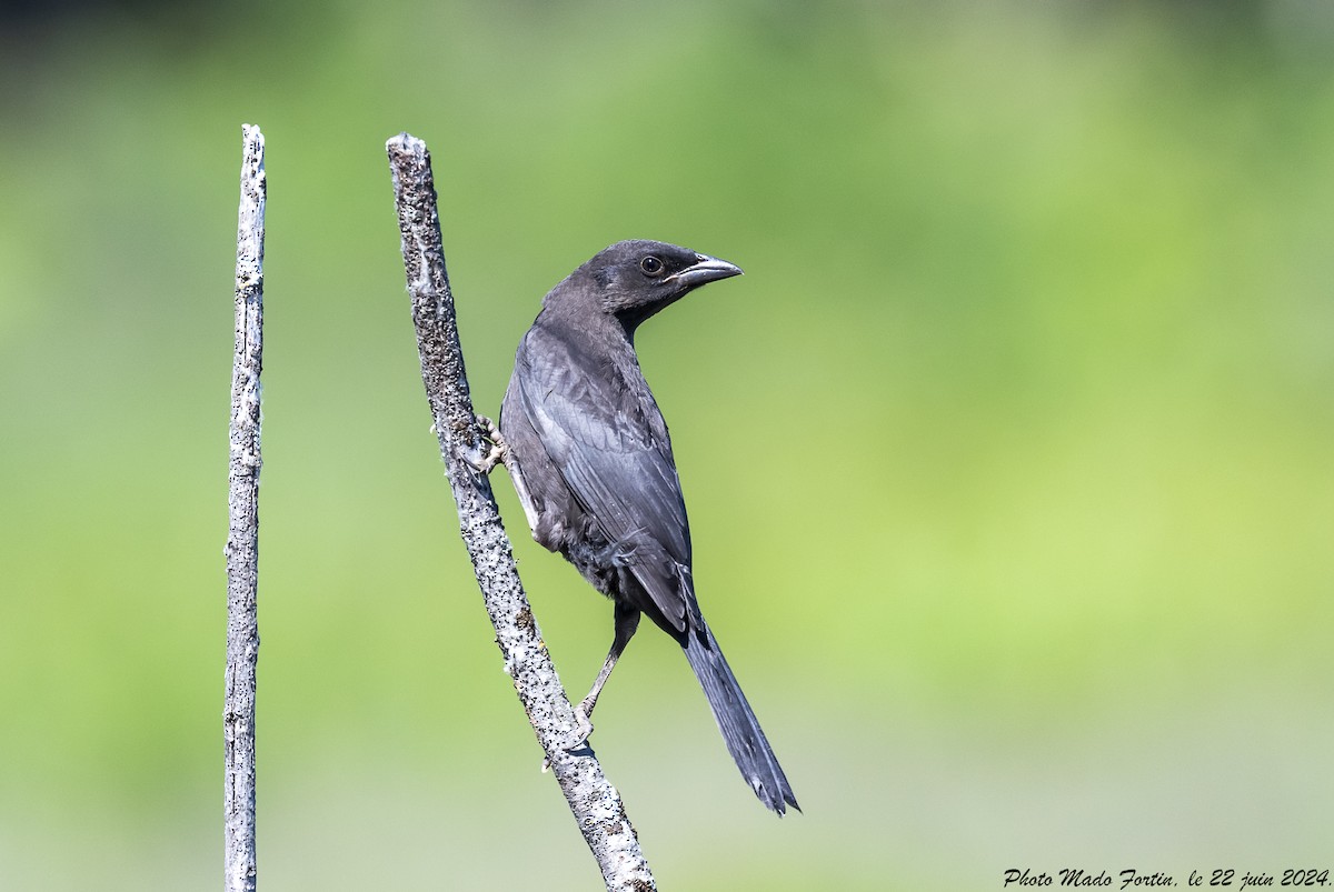 Common Grackle - ML620709971