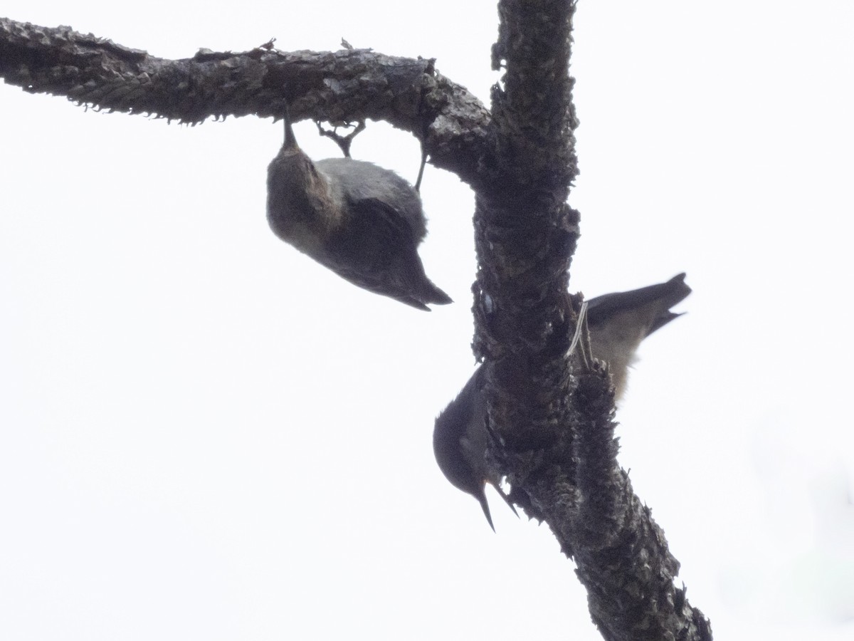 Brown-headed Nuthatch - ML620709972