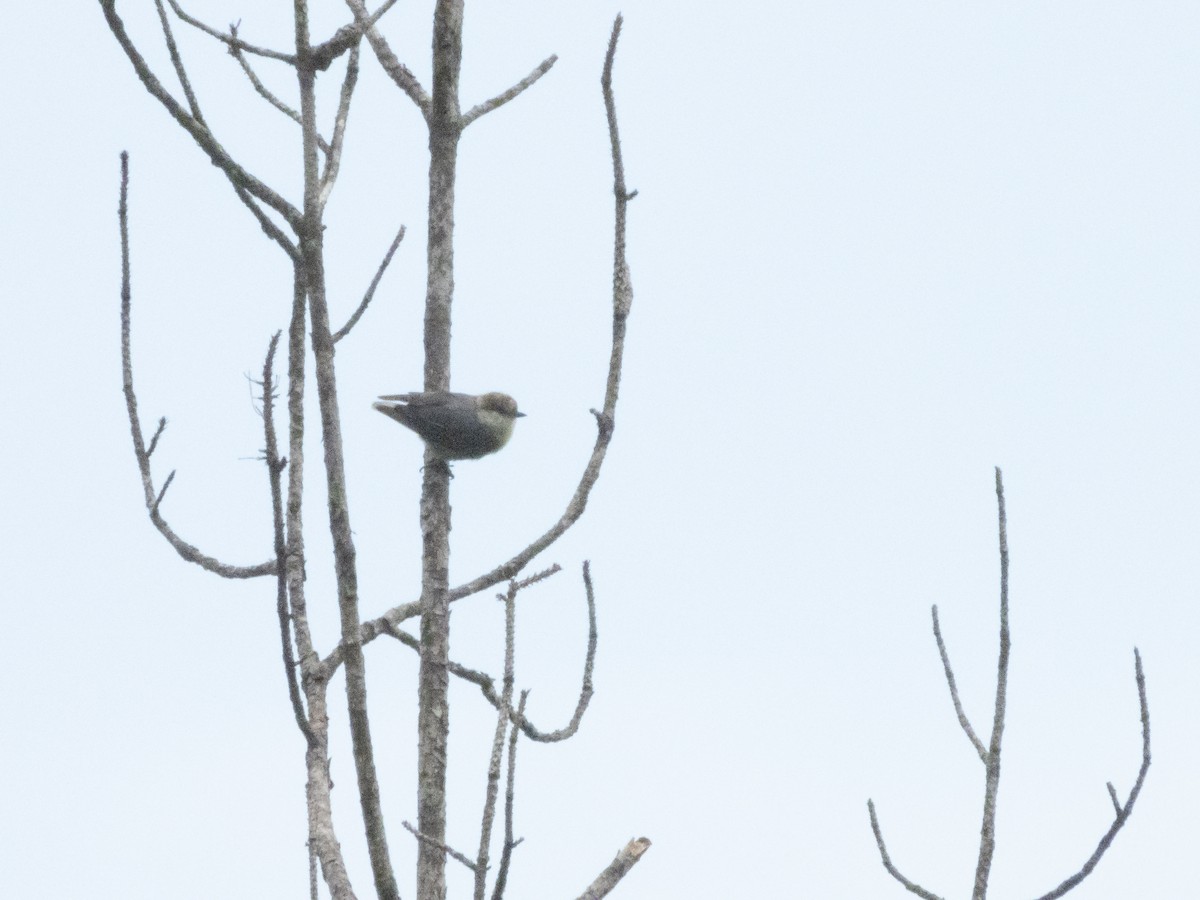 Brown-headed Nuthatch - ML620709973