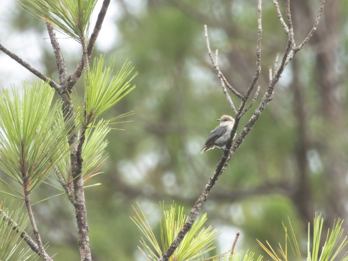 Brown-headed Nuthatch - ML620709974