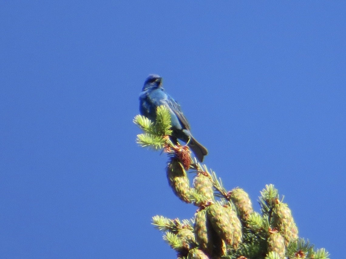 Indigo Bunting - ML620709975