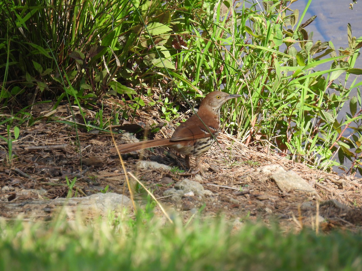 Brown Thrasher - ML620709977