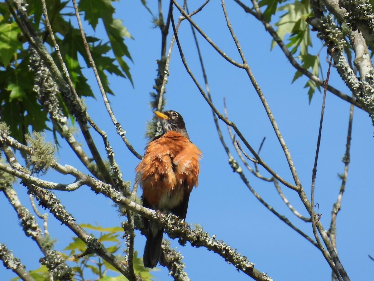 American Robin - ML620709982