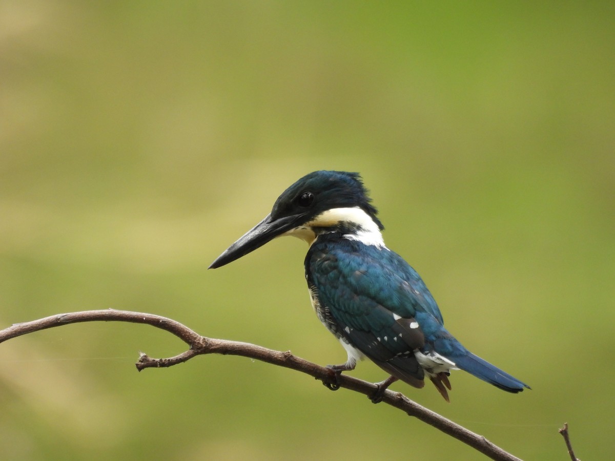 Green Kingfisher - ML620709984